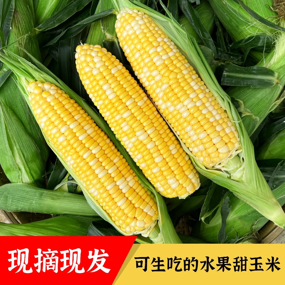 云南正宗金银水果玉米新鲜现发煮熟口感鲜嫩香甜脆嫩爆浆颗粒饱满