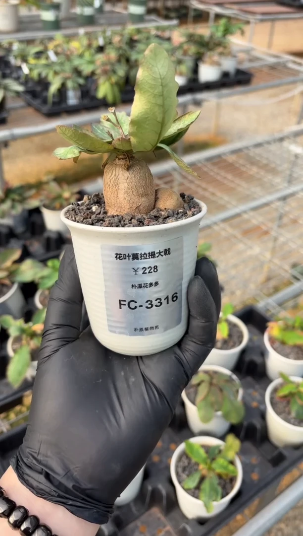 花叶莫拉提FC-3316