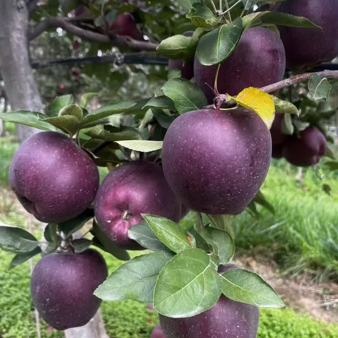 甘肃天水黑钻花牛苹果新鲜好吃粉面脆甜宝宝辅食果园产地直销