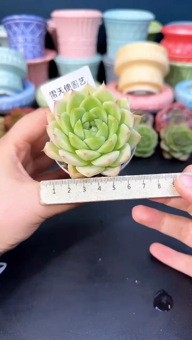 925-003青山（冠幅5cm）