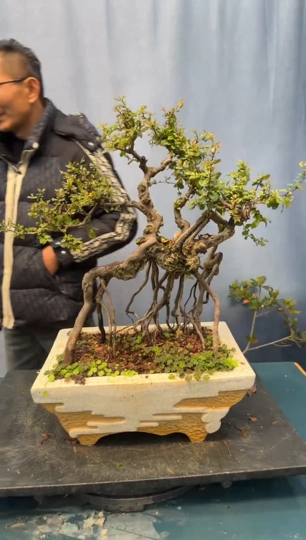 【闪购商品】盆景雀梅