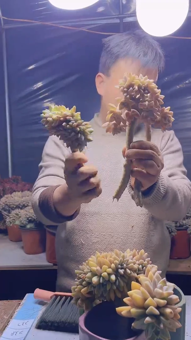 【闪购商品】缀化237