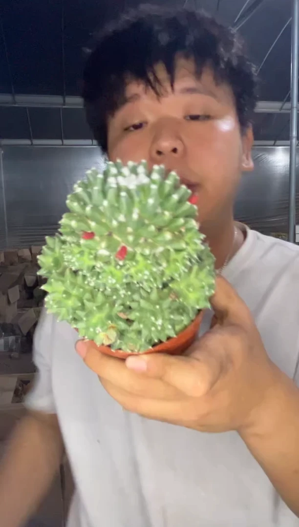 雪糕 带崽【带根】7-10cm