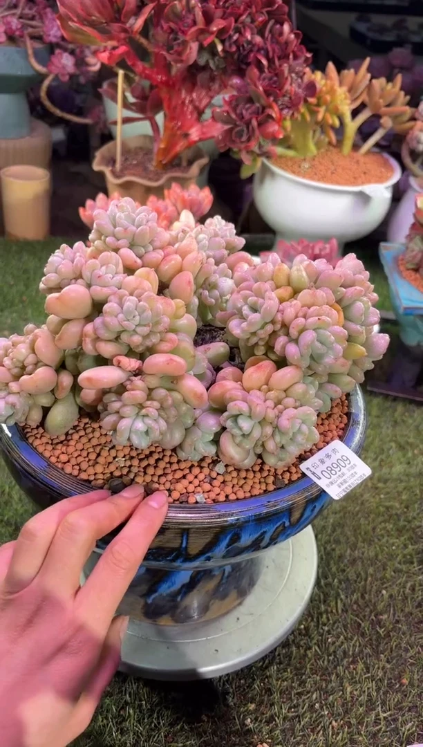 【闪购商品】08909