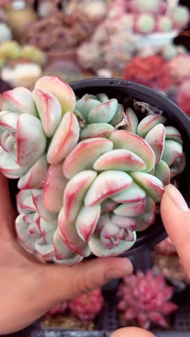 【闪购商品】7515香草多肉