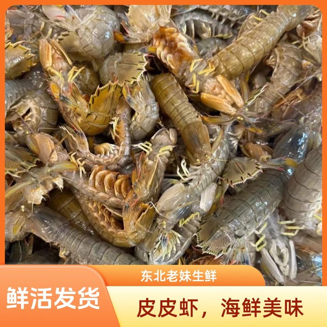 渤海湾本海虾爬子 皮皮虾鲜活顺丰发货(保鲜保肥不保活)