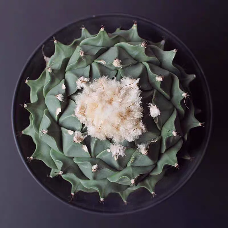帝冠中国四大名球之一精品仙人球多肉植物防辐射吸甲醛