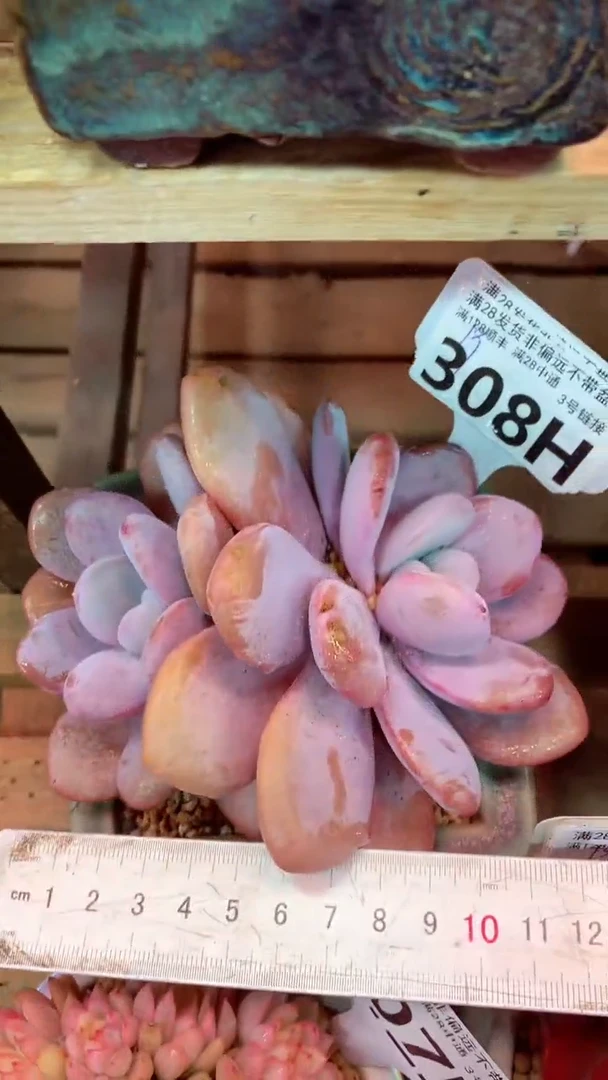 308H （一物一拍 所见即所得 满28包邮非偏远）