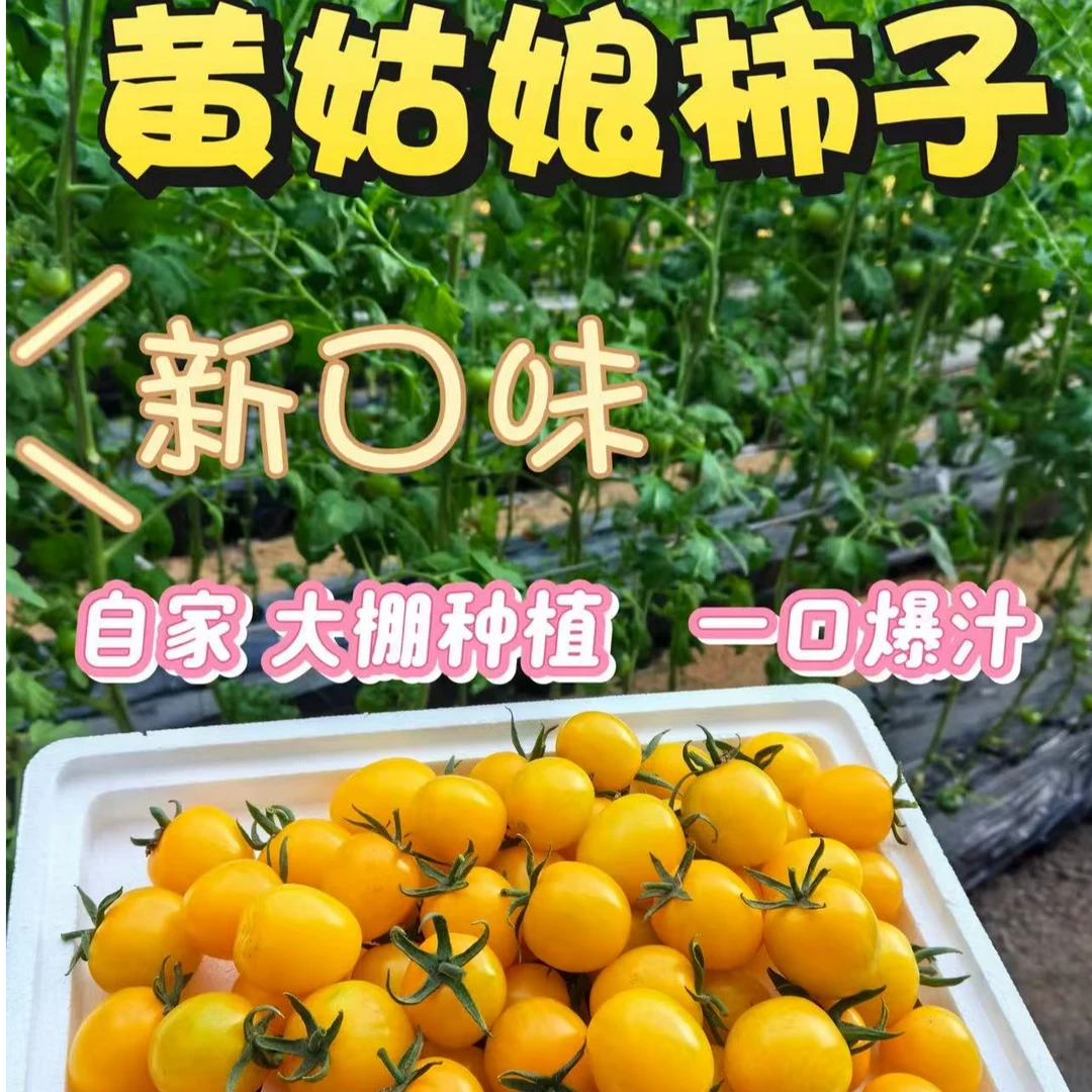 新品上新自家大棚黄姑娘柿子脆甜爽口多汁