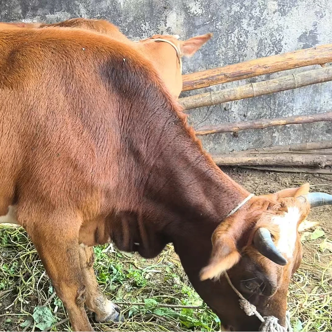 正宗湖南省邵阳市新鲜放养农家黄牛肉3斤包邮