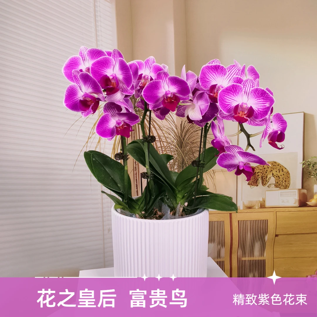 【富贵鸟】花之皇后 盆栽室内花卉四季好养 适合客厅卧室