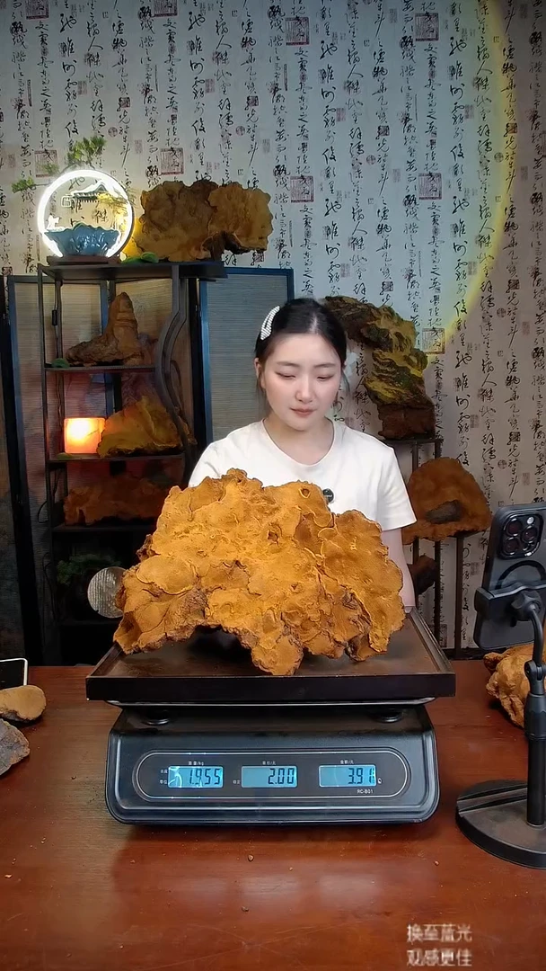 松针层孔菌中国大陆【藏区】松树桑黄（3.93斤）50-60年份