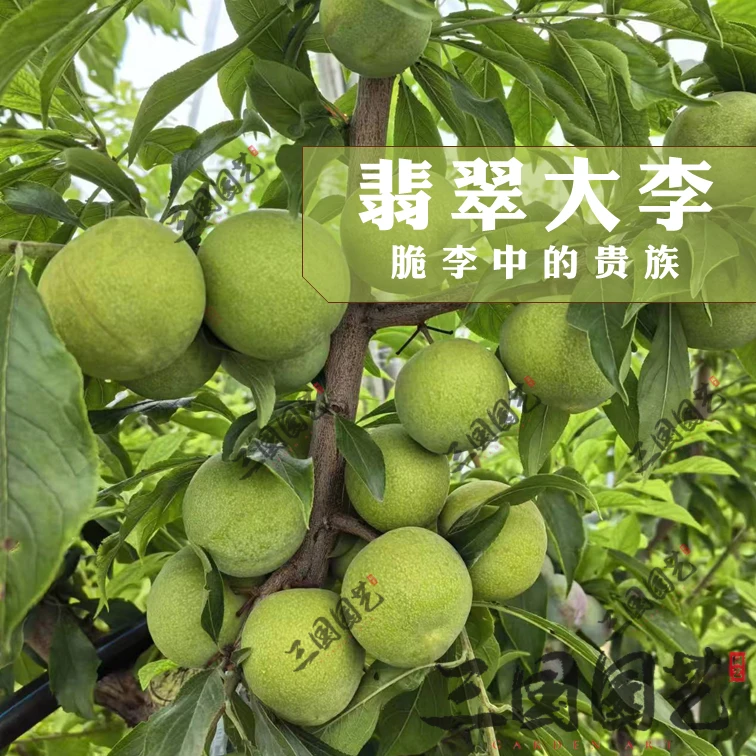 翡翠大李解决蜂糖李致命缺点裂果口感糖度再提升庭院阳台容器苗