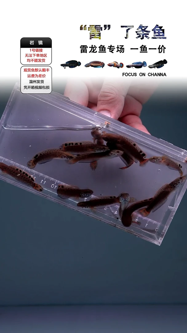 海水巧克力4CM一条全品发，顺丰包损不包邮