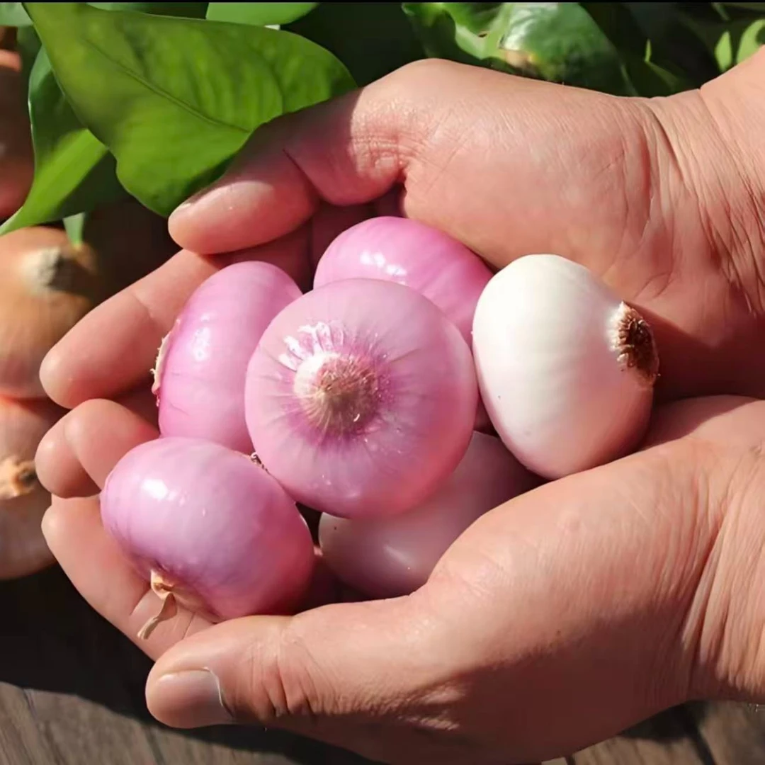 【生吃小洋葱】紫红皮小洋葱生吃专用微辣微甜可炒菜凉拌当季蔬菜