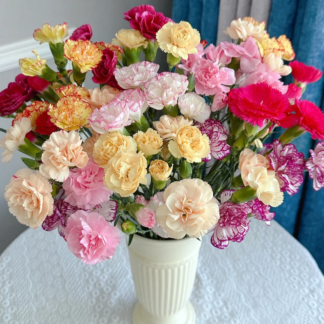 【云舍花卉】【混色】多头康乃馨【不保水】任意满两单及以上鲜花包邮