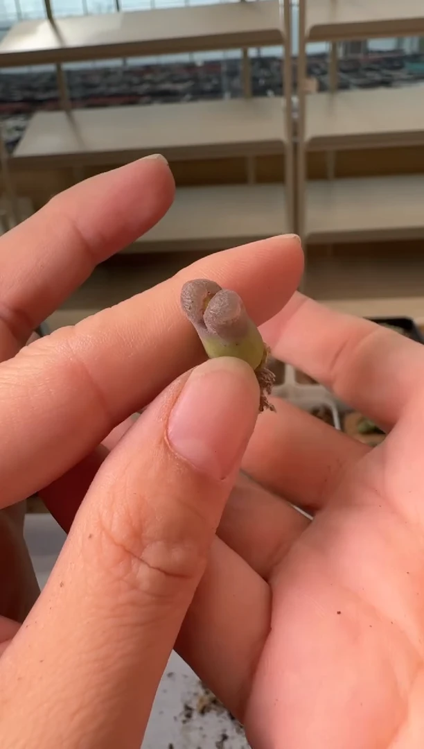 24-118多肉植物肉锥