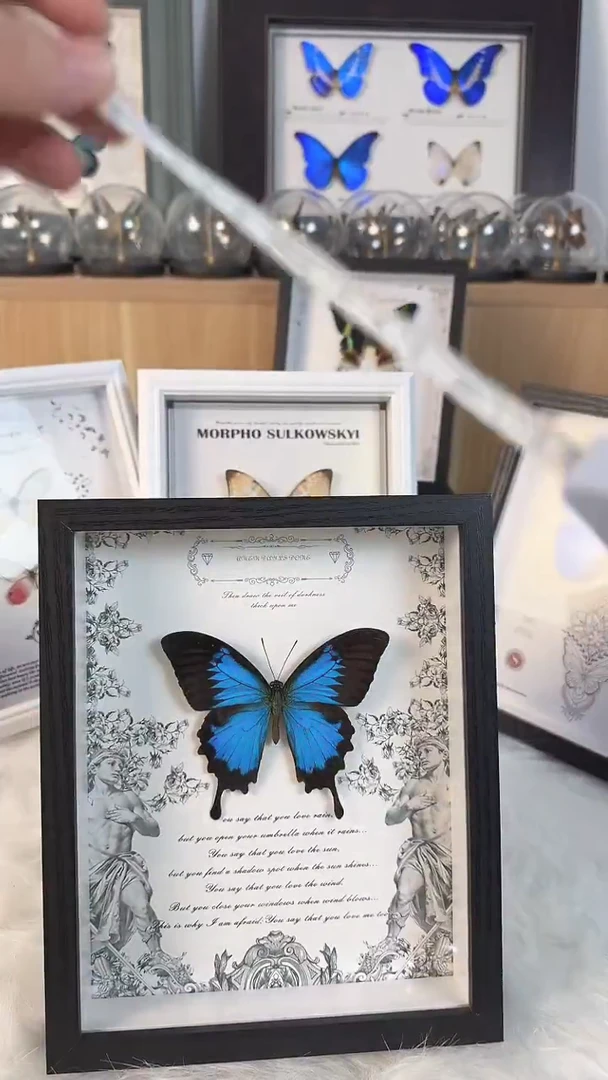 蝴蝶标本真实天然