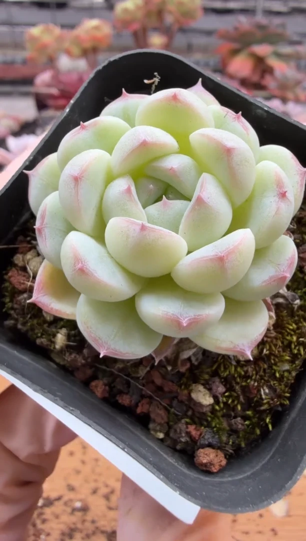 东云多肉园三店-65