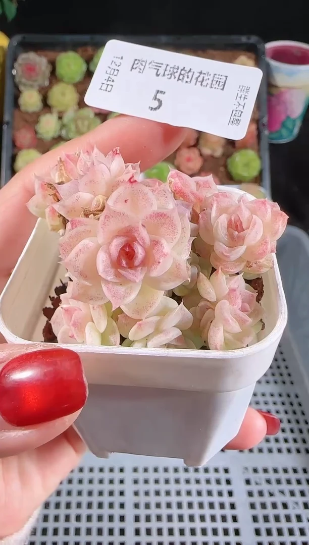 1204-05多肉群生不包整