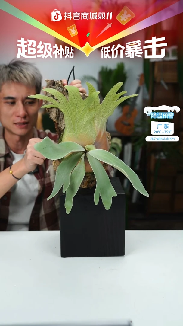 不开花植物P368-woot #9孢子苗