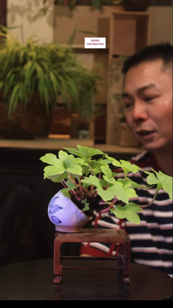 无花朵很干净衣服就已经同意