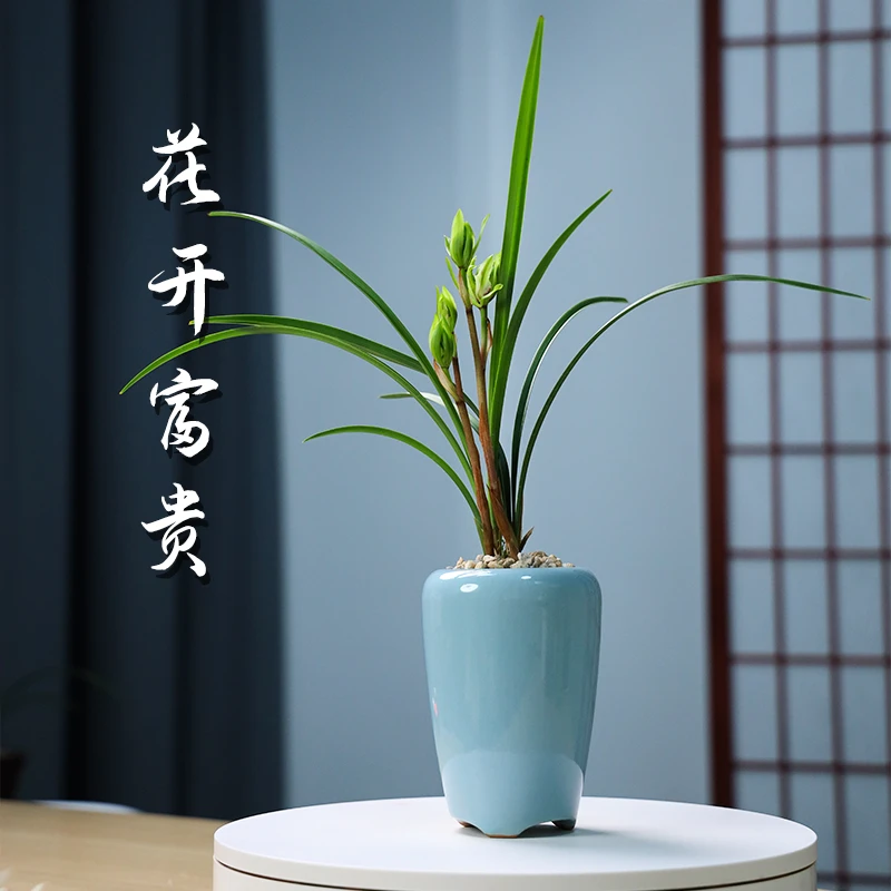 000兰花 花开富贵浓香型兰花花卉绿植盆栽瓷盆好养易活不带花苞