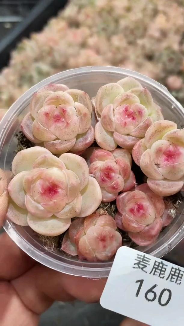 160芷诺        量拍