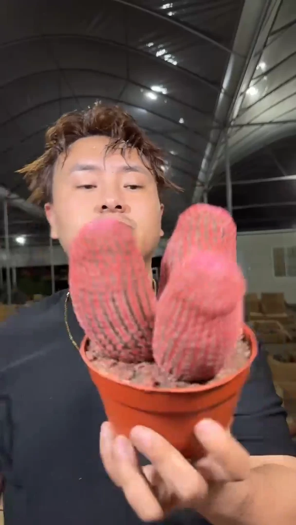 3头 红太阳【带根】