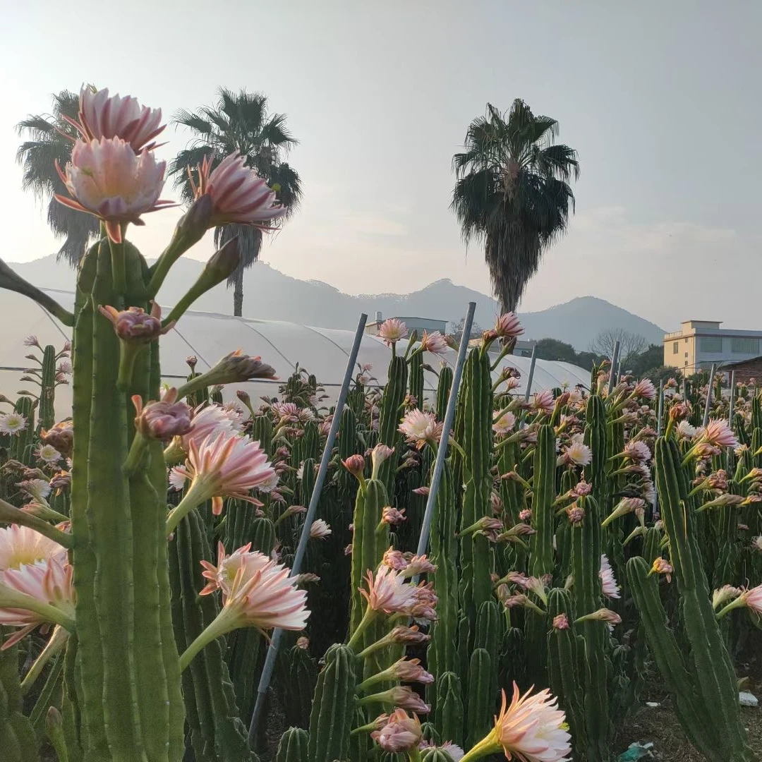 20cm 量天尺【无根】【不带花苞】