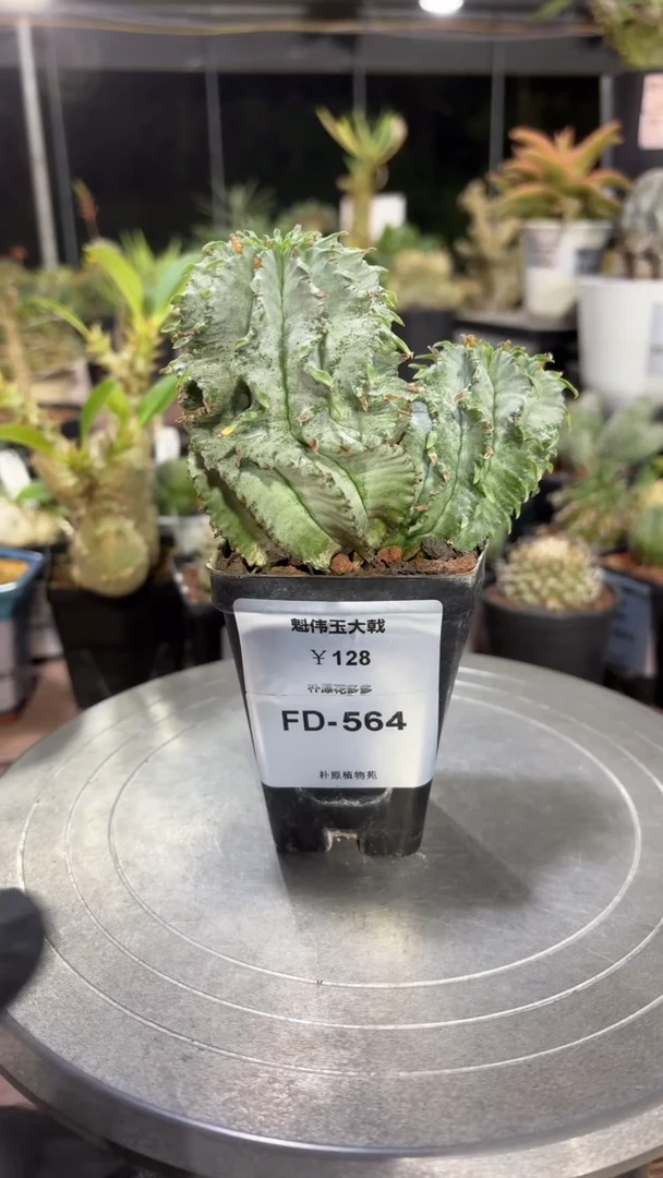 魁伟玉大戟FD-564