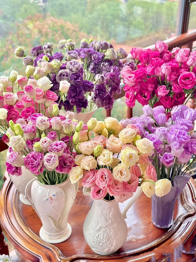 【洋桔梗】花苗盆栽带花苞花卉绿植物室内好养活四季耐寒耐冻
