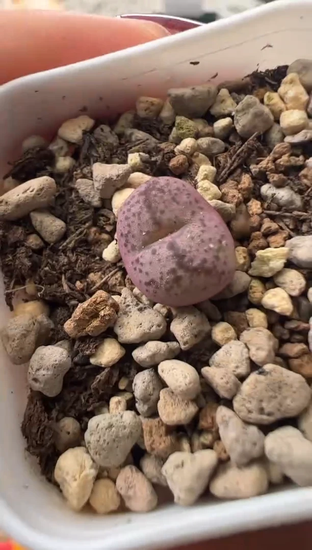 303.。。。。。。。。。。。。。