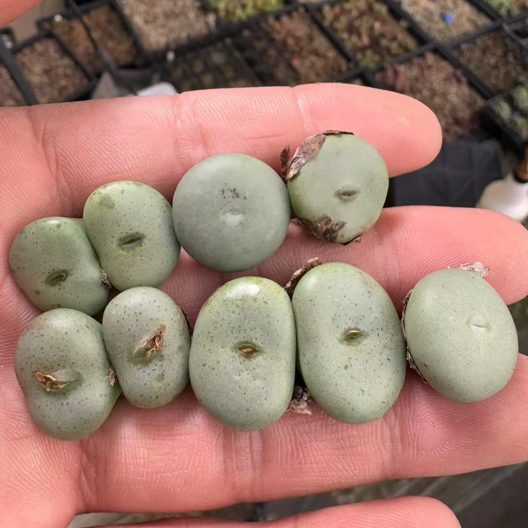 【天津专属】141多肉植物肉锥大饼一颗