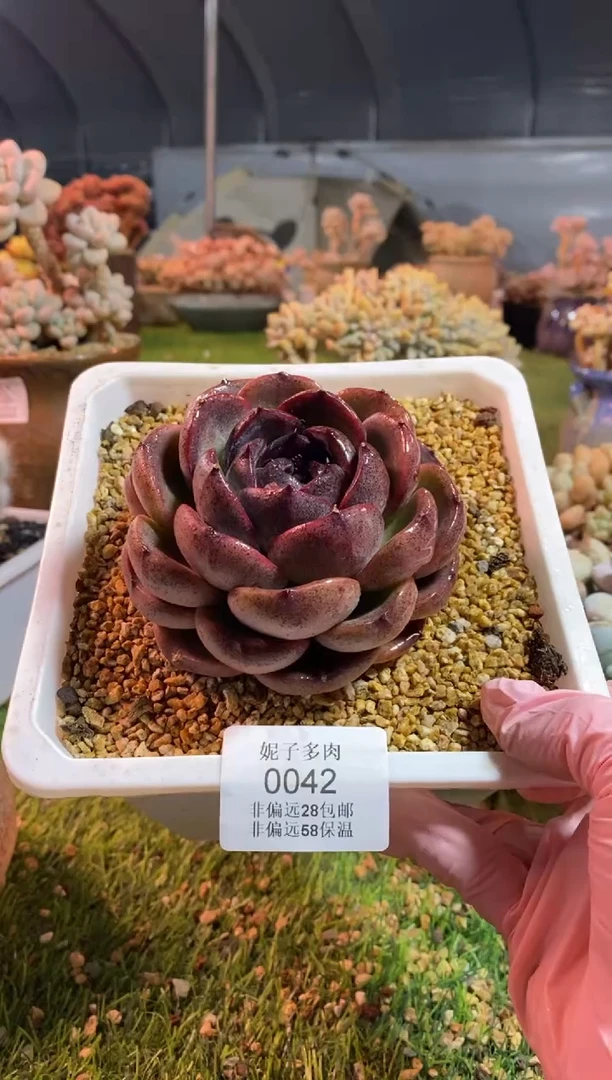 【闪购商品】0042a