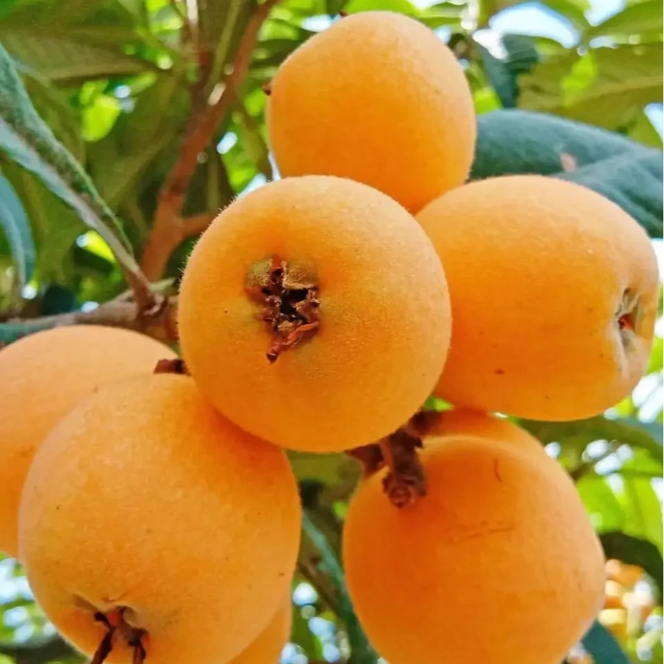 顺丰包邮四川宜宾高山大五星枇杷应季新鲜水果现摘现发龙泉