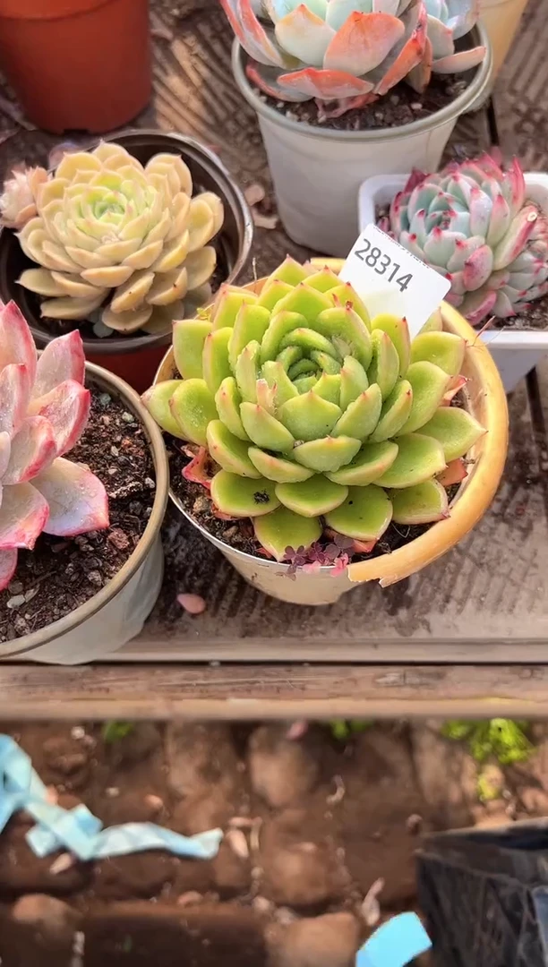 超***看多肉植物一物一拍28314