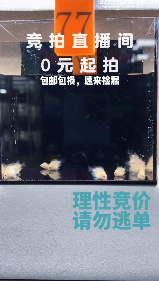 孔雀鱼白金迷你鹦鹉苗子14只编号77