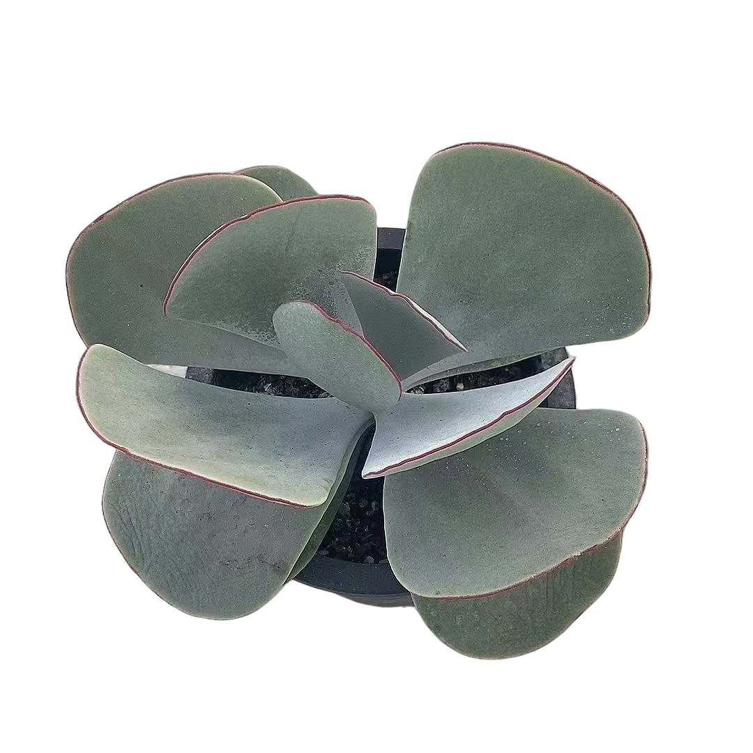 【白眉】【满9.9包邮】星花怒放 仙人球多肉植物在栽种养护