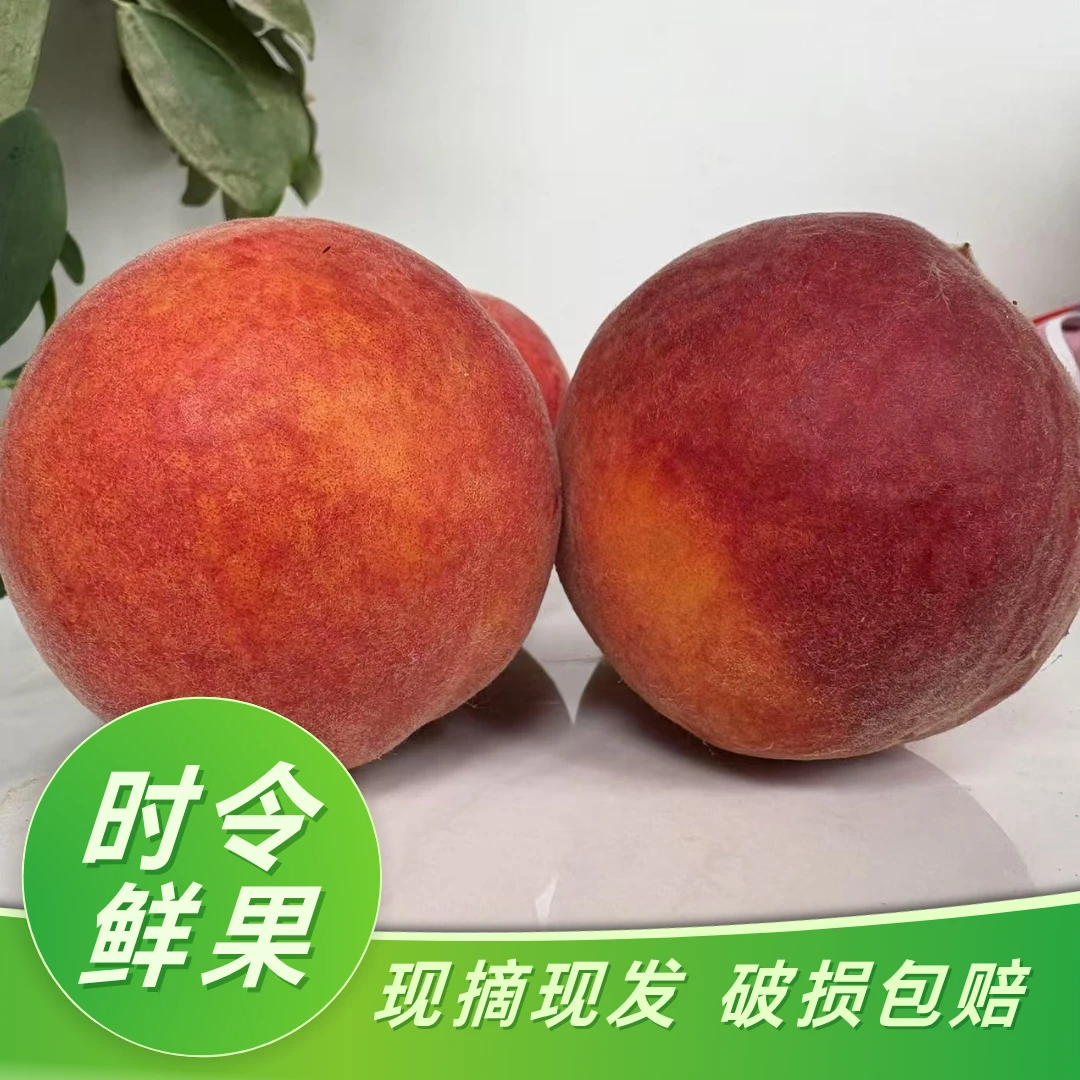 [黑桃皇后】蒙阴水蜜桃新鲜采摘脆软两吃应季水果坏果包赔