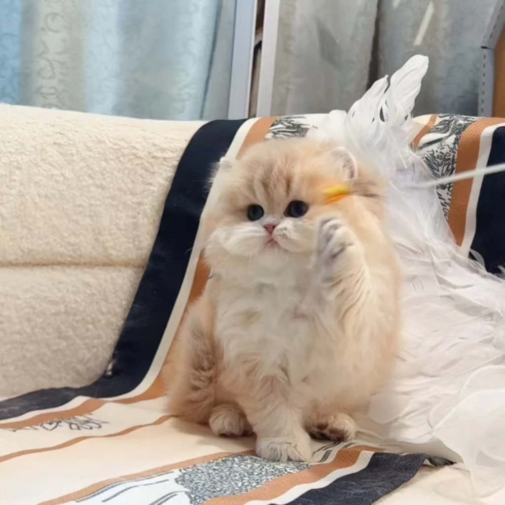 荔姐姐家的熊版猫