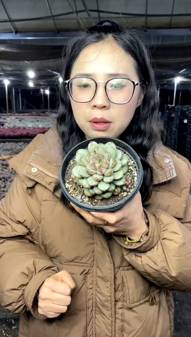 【闪购商品】10-葡萄带盆土9.99