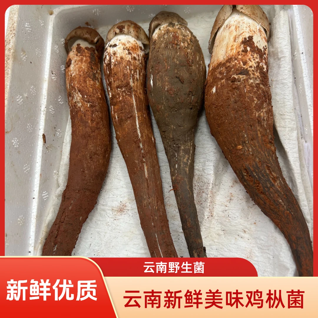 【云南特产】新鲜野生菌精品新鲜批发鸡枞菌