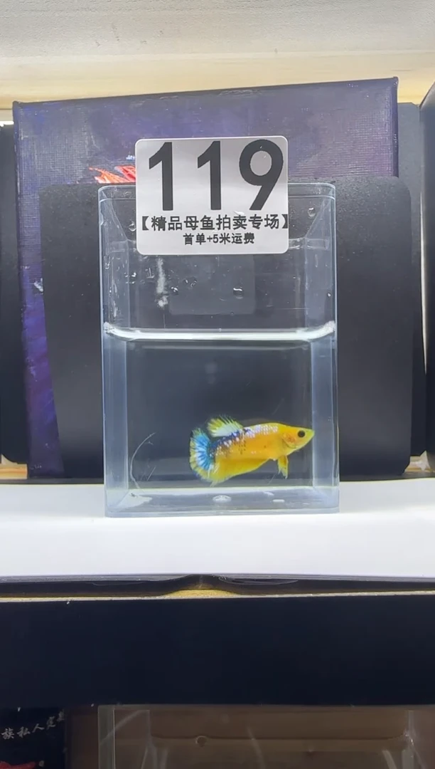 斗鱼母鱼编号：119
