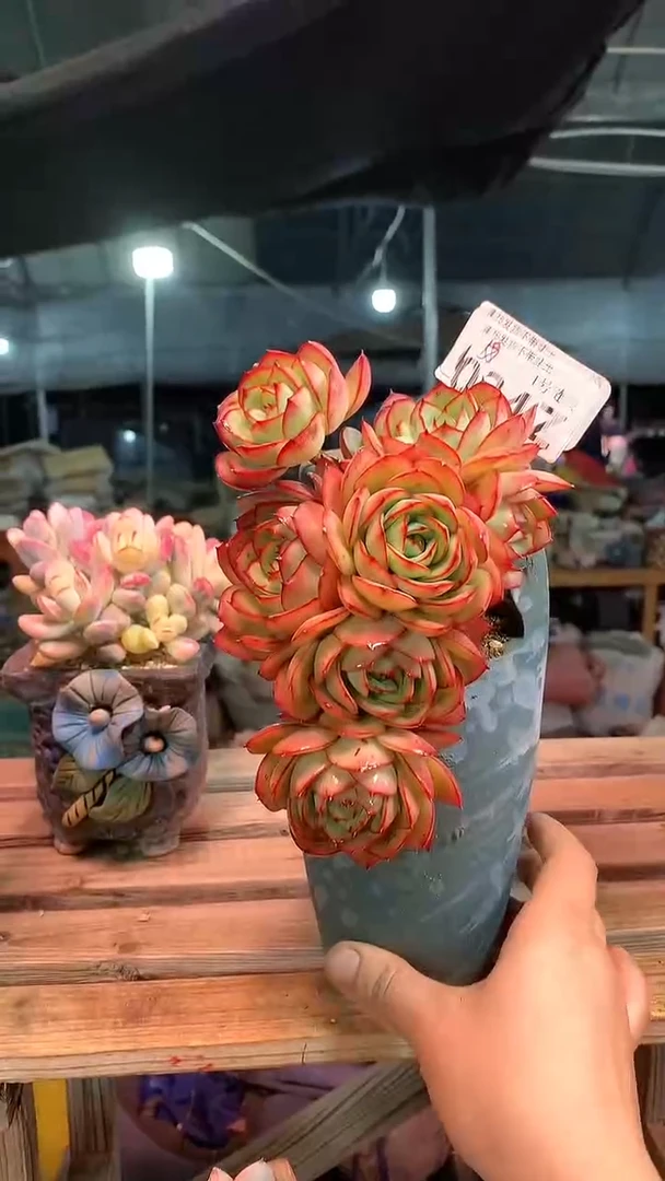 【闪购商品】034ZZZ