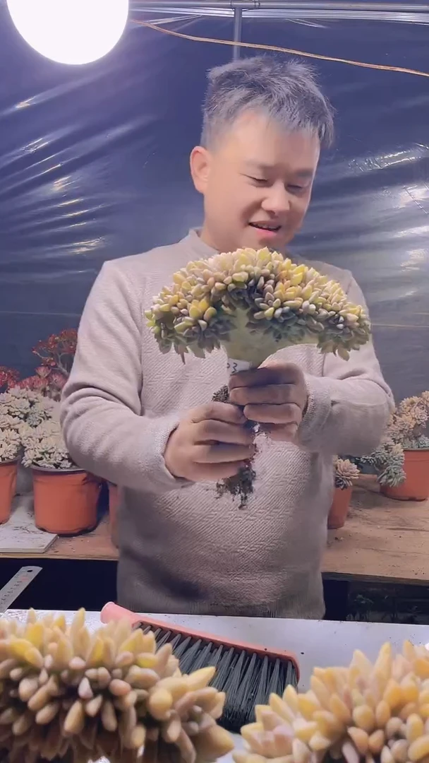 【闪购商品】缀化203