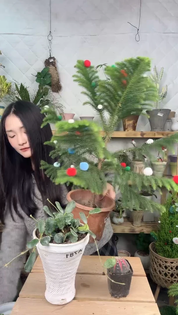 无花朵南洋杉圣诞树977