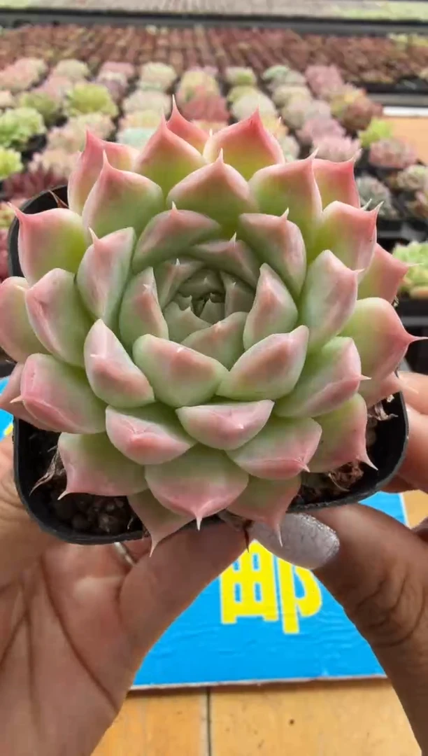 东云多肉园二店-05