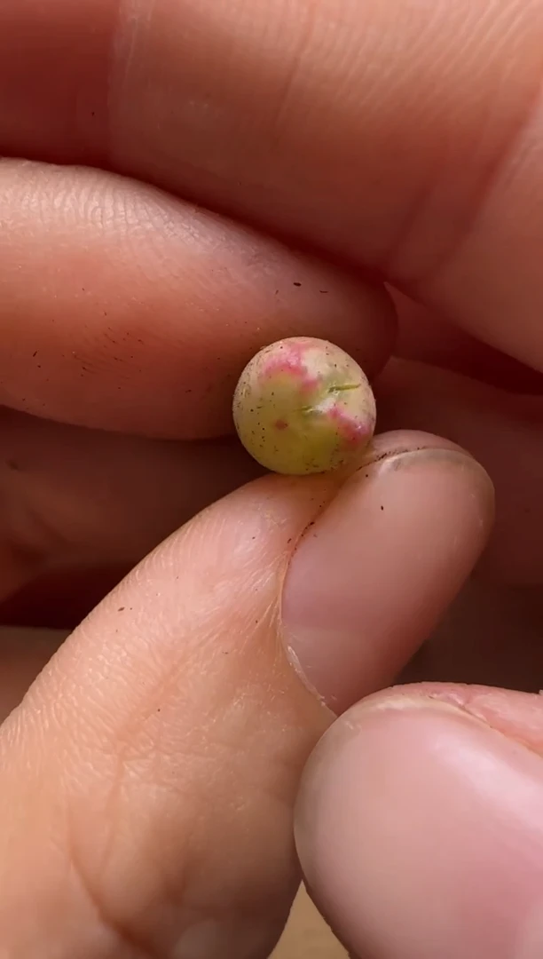 【闪购商品】14-65