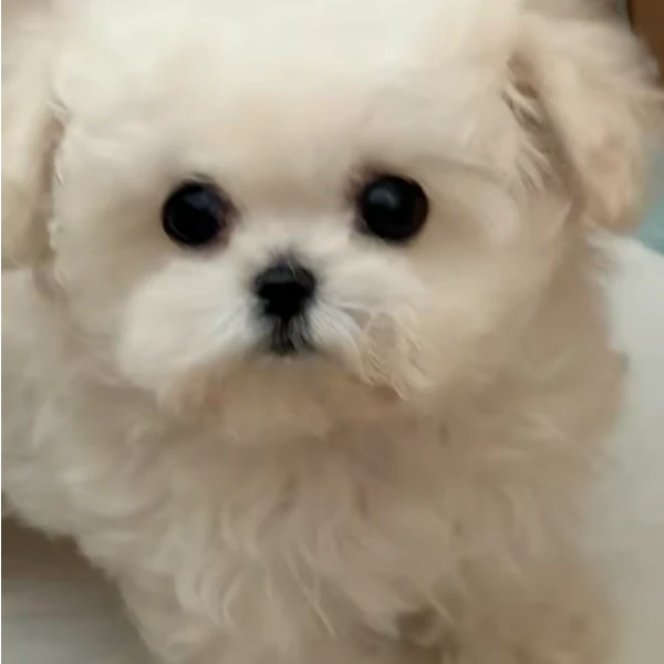 【我有比熊】韩系小体比熊幼体聪明温顺陪伴犬奔向你的摇粒绒小狗